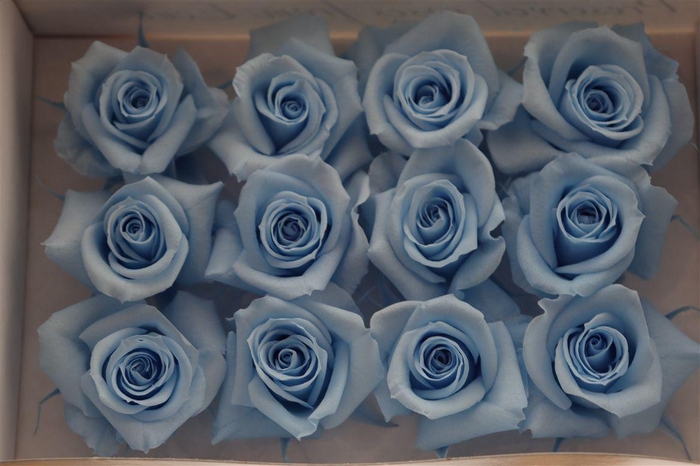 <h4>Ro Pres Mini Blue Light</h4>