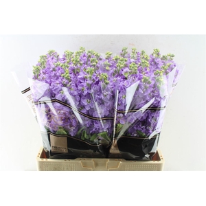 Matth Impala Lavende