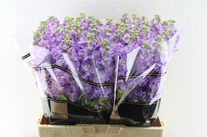<h4>Matth Impala Lavende</h4>