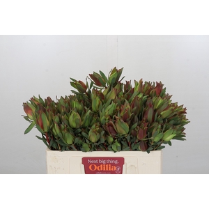 Leucadendron Highlight Spray