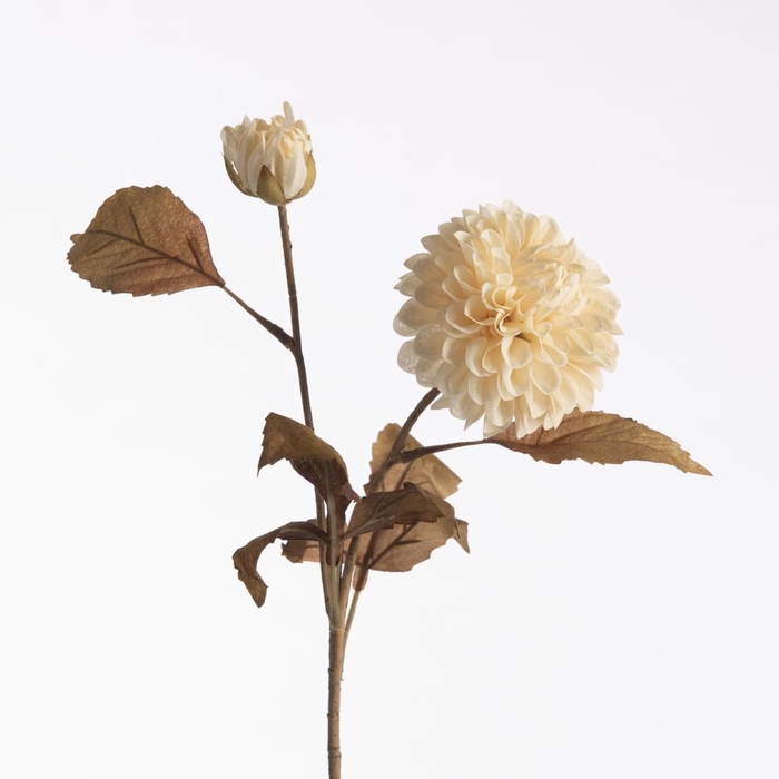 <h4>AF Dahlia Dried x2 L61cm Cream</h4>