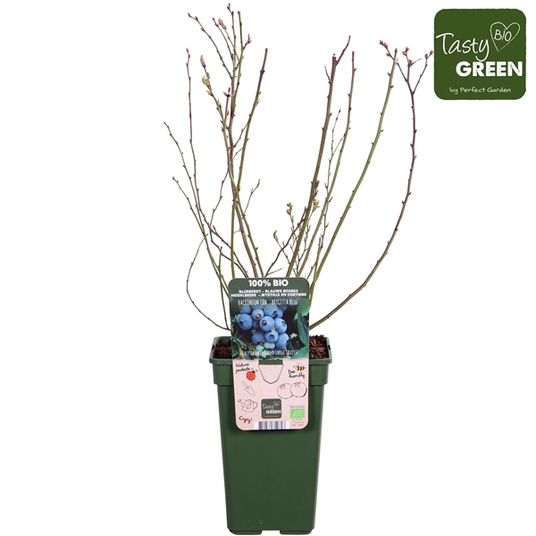 <h4>Vaccinium corymbosum 'Brigitta Blue' Bio P19</h4>