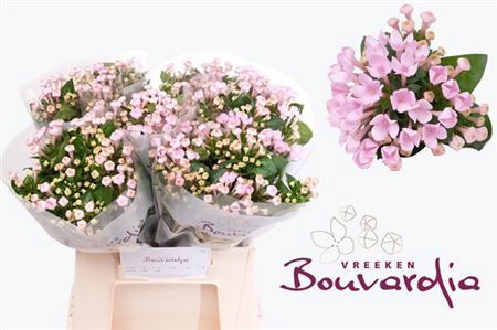 BOU EN SWEET ROZA