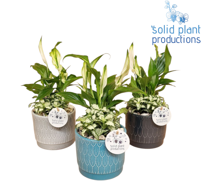 <h4>NV003 Ariël Navy Spathiphyllum</h4>