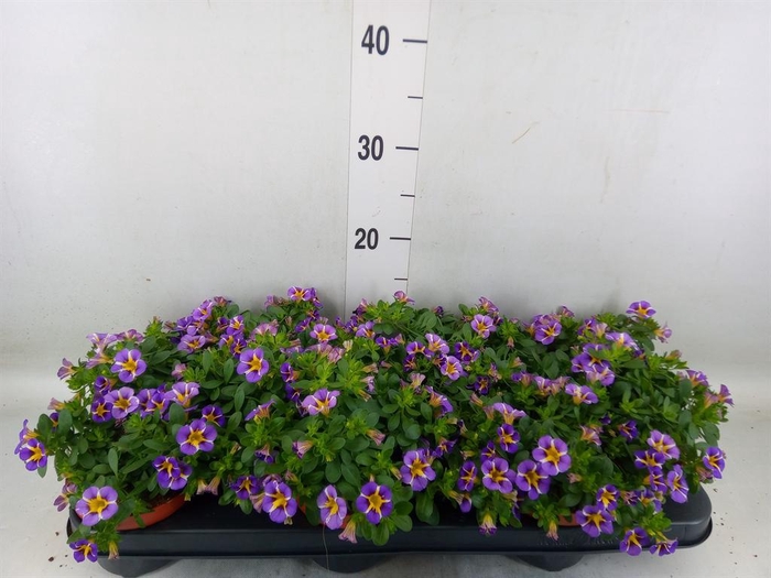 <h4>Calibrachoa  'Rave Violet'</h4>