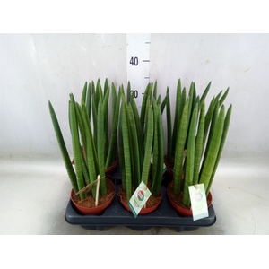 Sansevieria cyl.  ...
