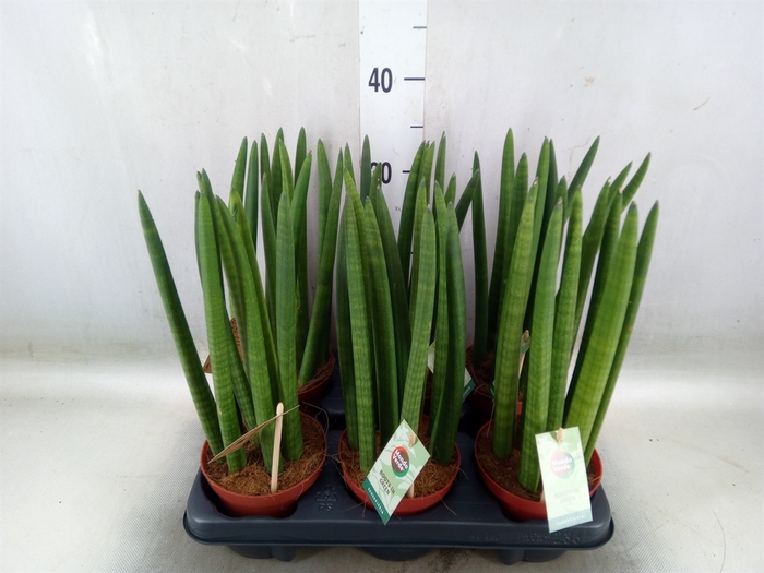 <h4>Sansevieria cyl.  ...</h4>