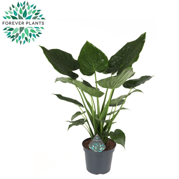 Alocasia Cucullata p35