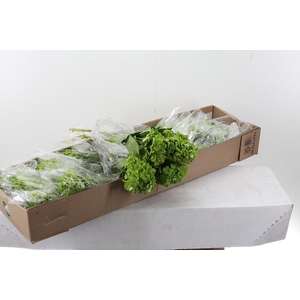 Hydr Emerald Green Sel Box