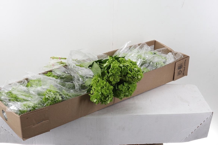 <h4>Hydr Emerald Green Sel Box</h4>