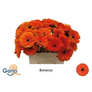GE GR BONANZA