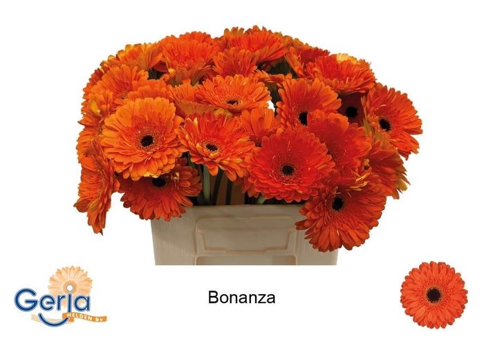 <h4>GE GR BONANZA</h4>