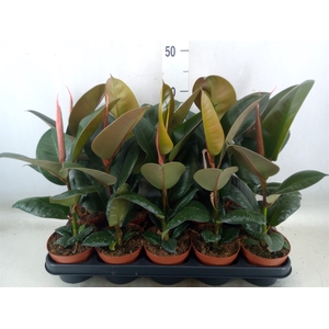 Ficus elastica 'Robusta'