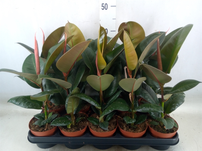 <h4>Ficus elastica 'Robusta'</h4>