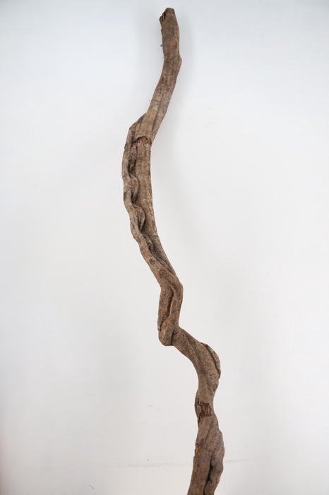 <h4>Liana Tarzan Medium (M) 200CM+</h4>