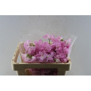 Lathyr Od Super Roze