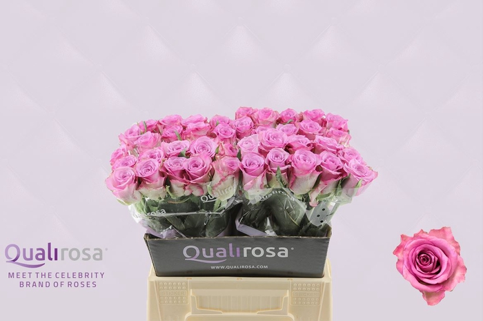 <h4>R Gr Thriller</h4>