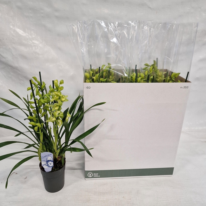 <h4>CYMB OVERIG</h4>