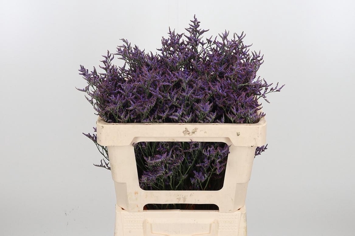 <h4>Lim Saf Dark Blue</h4>