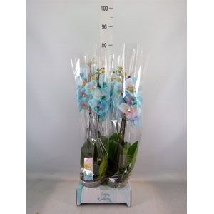 Phalaenopsis   ...