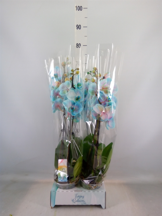 <h4>Phalaenopsis   ...</h4>