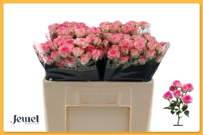 <h4>Rosa spray tralala</h4>