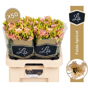 EUS E FALDA APRICOT