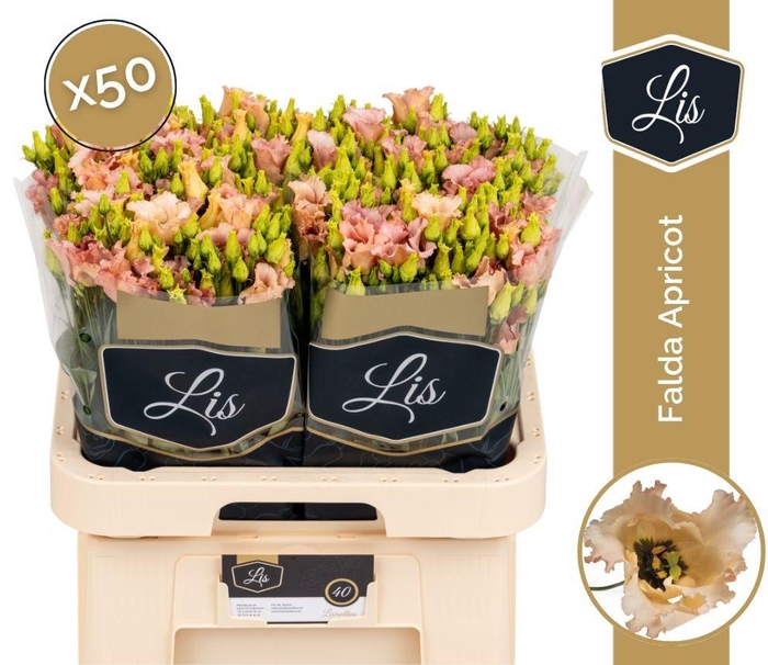 <h4>EUS E FALDA APRICOT</h4>