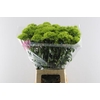 Dianthus Br Kiwi Mellow