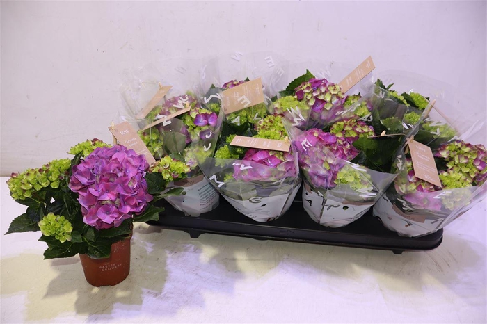 <h4>Hydr Ningbo</h4>