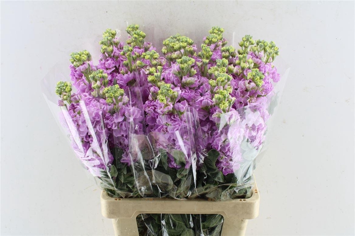 <h4>Matth Iron Pink</h4>