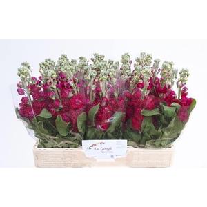 MATTH CENTUM RED