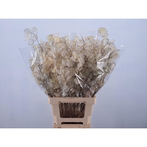 DF Lunaria Silverleaf Bs