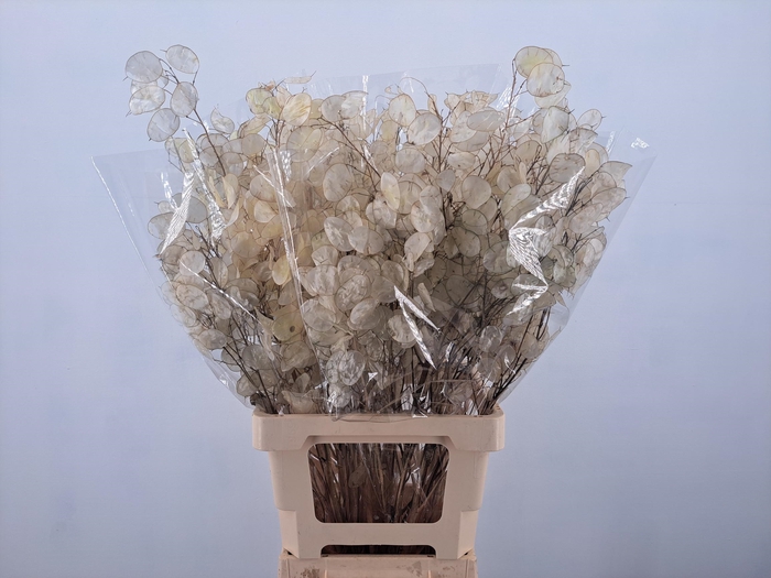<h4>DF Lunaria Silverleaf Bs</h4>