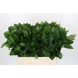 RUSCUS HYPOPHYLLUM