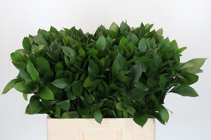 <h4>RUSCUS HYPOPHYLLUM</h4>
