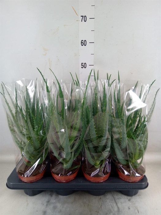 <h4>Aloe arborescens</h4>