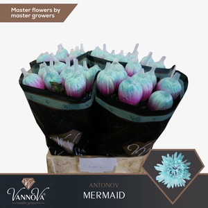 CHR G ANTONOV KLB H%