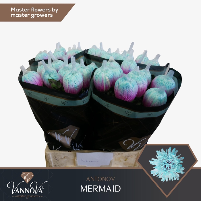 <h4>CHR G ANTONOV KLB H%</h4>