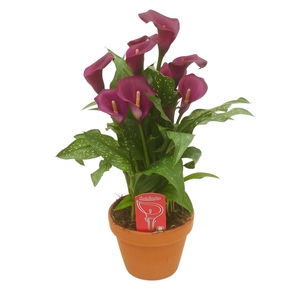 Zantedeschia Royal Valentine in stenen pot