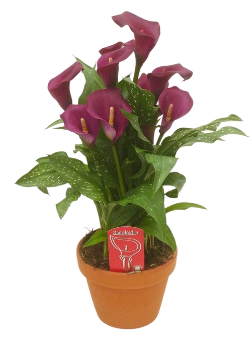 <h4>Zantedeschia Royal Valentine in stenen pot</h4>
