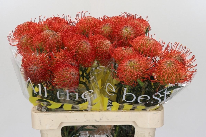 <h4>LEUCO CO SUCCESSION</h4>