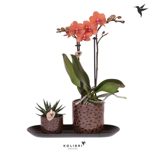 Kolibri Gift Set small Leopard