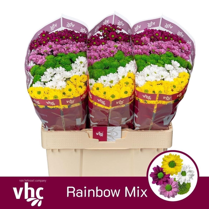 <h4>Chr S Gem Rainbow</h4>