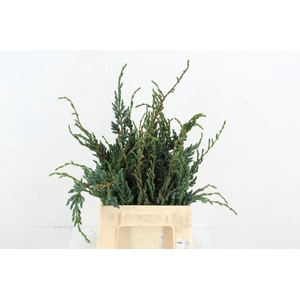 CONIFEER MEYERI PER BUNCH