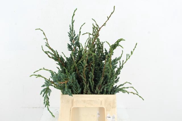 <h4>CONIFEER MEYERI PER BUNCH</h4>