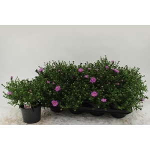 ASTER D AL LIGH PINK