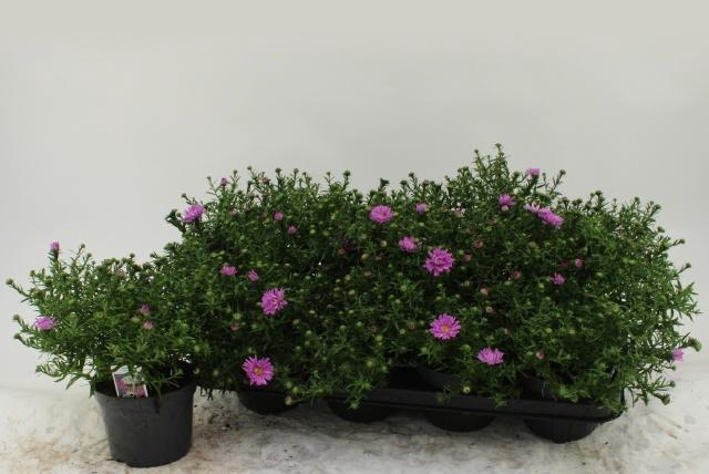 <h4>ASTER D AL LIGH PINK</h4>