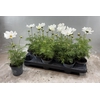 arr8 Cosm Bip Casa White