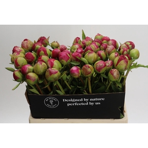 Paeonia Command Performance